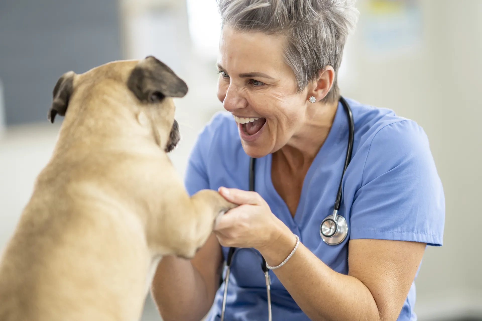 Veterinarian joyfully caring for a pug in a modern veterinary clinic